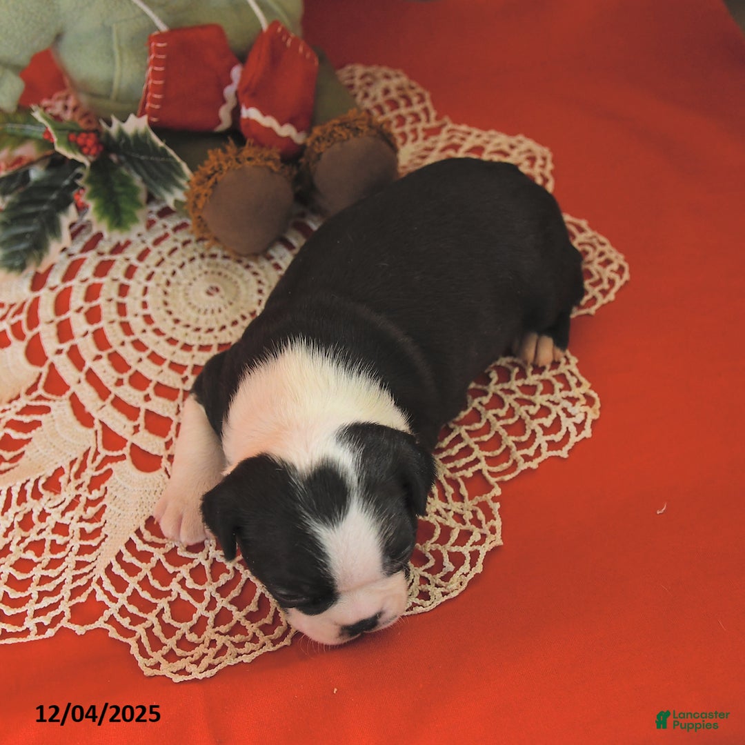 Boston Terrier dogs for sale: Prancer - Ad 5