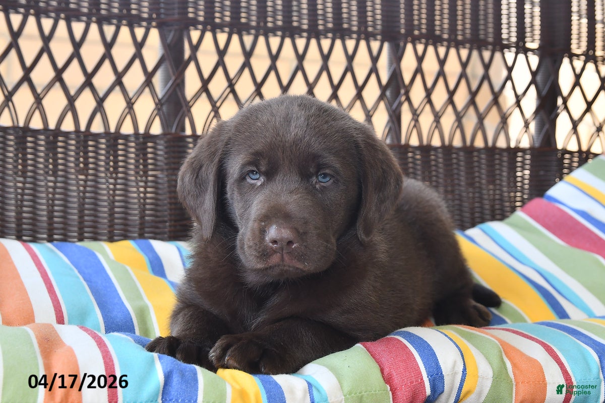 Labrador Retriever dogs Jake - Ad 2