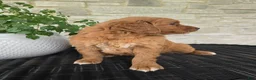 Mini Goldendoodle dogs for sale: Mini Goldendoodle Puppy 3 - Ad 6