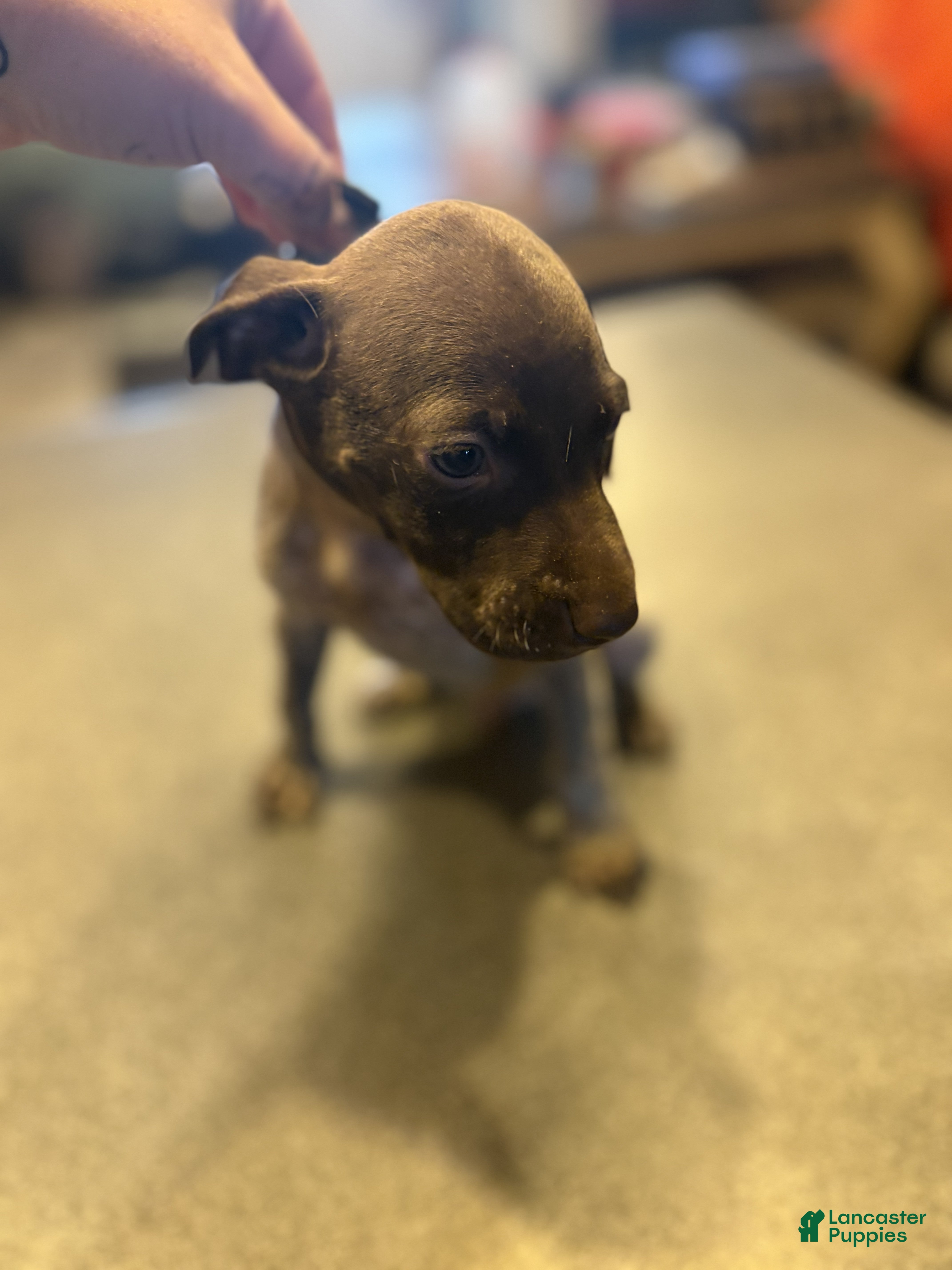 German Shorthaired Pointer dogs Lark - Ad 8