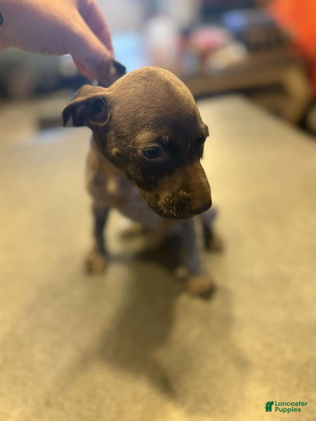 German Shorthaired Pointer dogs for sale: Lark - Ad 1