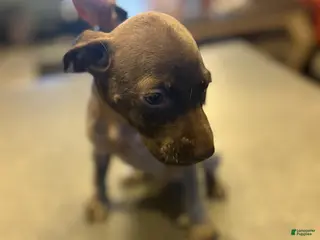 German Shorthaired Pointer dogs Lark - Ad 8