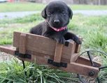 Labrador Retriever Puppy 5