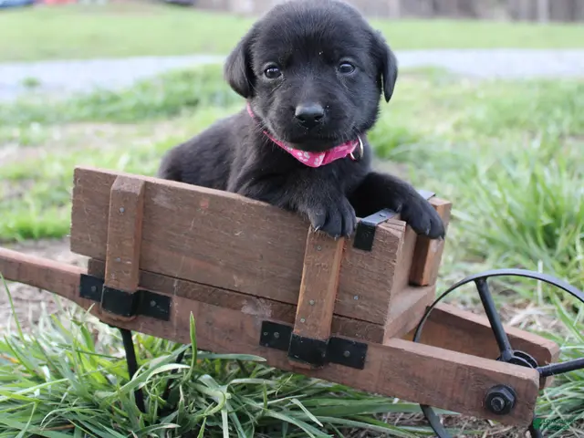 Labrador Retriever dogs for sale: Labrador Retriever Puppy 5 - Ad 20
