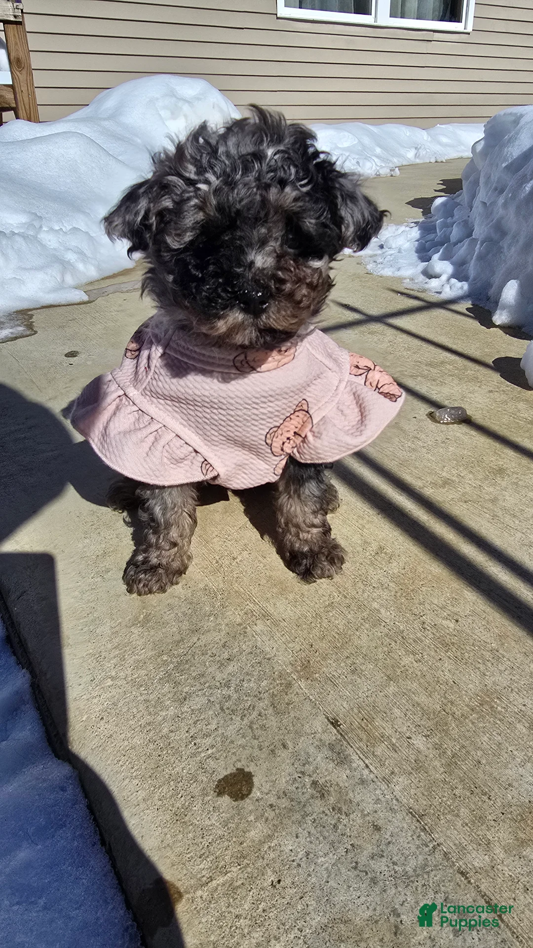 Toy Poodle dogs for sale: Jade - Ad 1