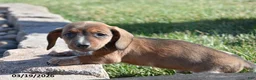 Miniature Dachshund dogs for sale: Happy - Ad 3