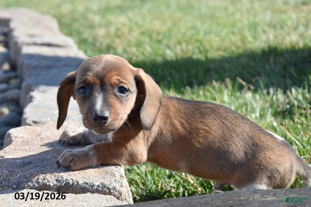 Miniature Dachshund dogs for sale: Happy - Ad 3