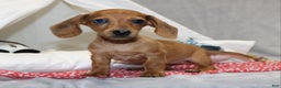 Miniature Dachshund dogs for sale: Button - Ad 2