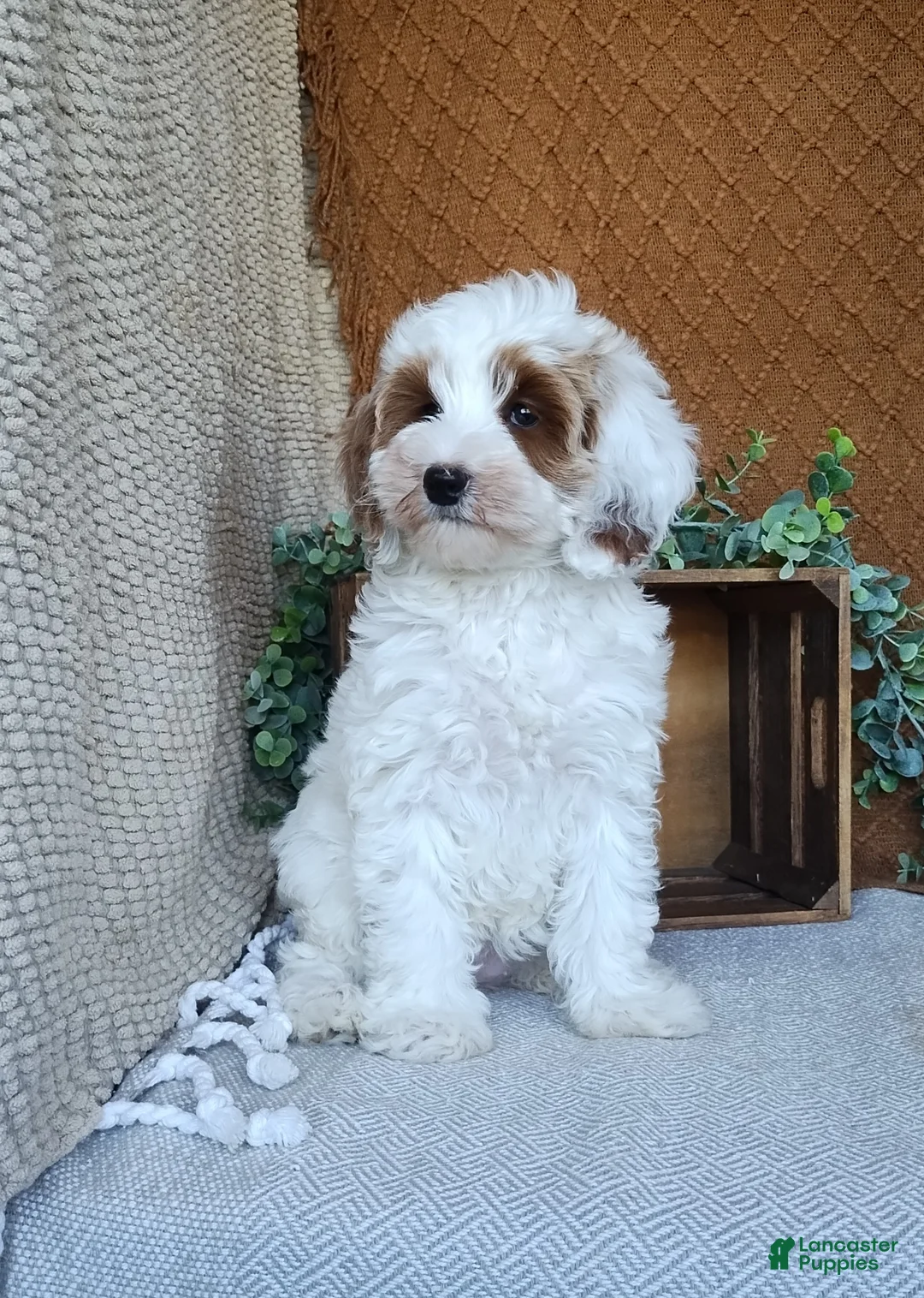 Cavapoo dogs for sale: Glory - Ad 2