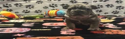 French Bulldog dogs for sale: French Bulldog 2 - Ad 2