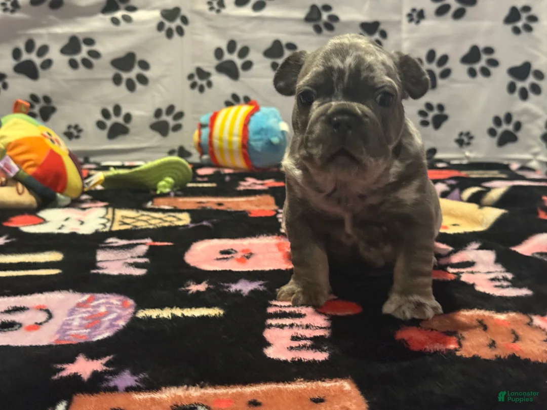 French Bulldog dogs for sale: French Bulldog 2 - Ad 2