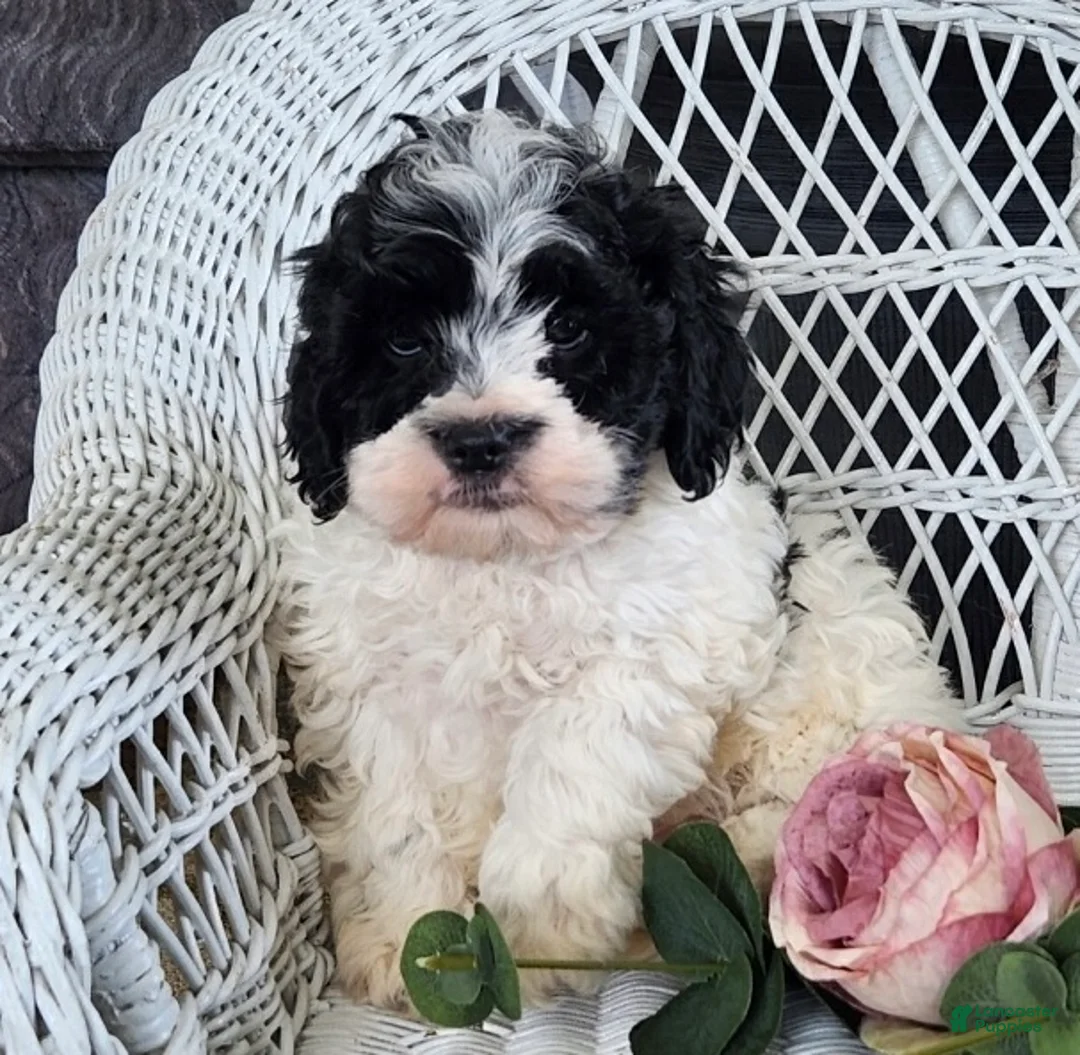 Cavapoo dogs for sale: Glendon - Ad 5