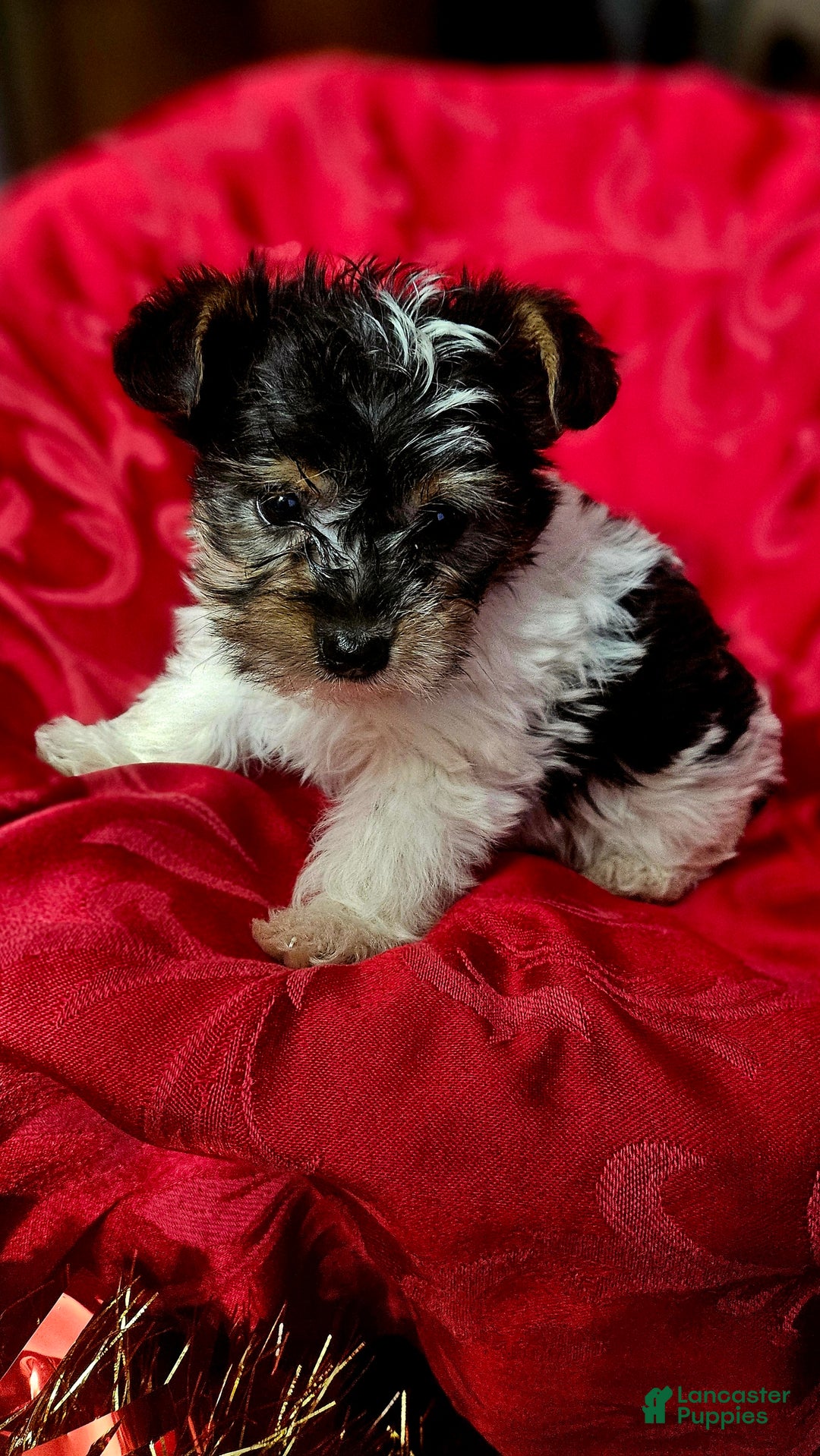 Yorkshire Terrier dogs for sale: ELFIE  - Ad 5