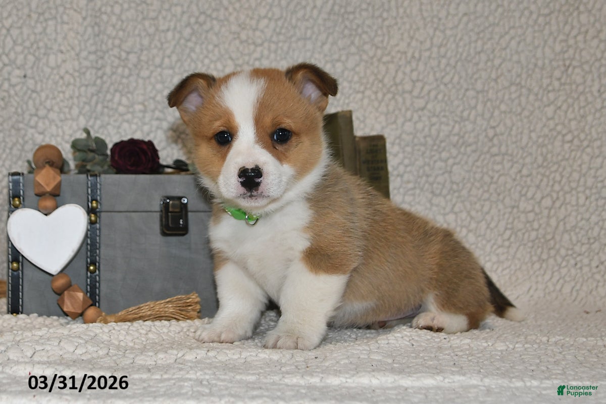 Welsh Corgi Pembroke dogs Cupid - Ad 2