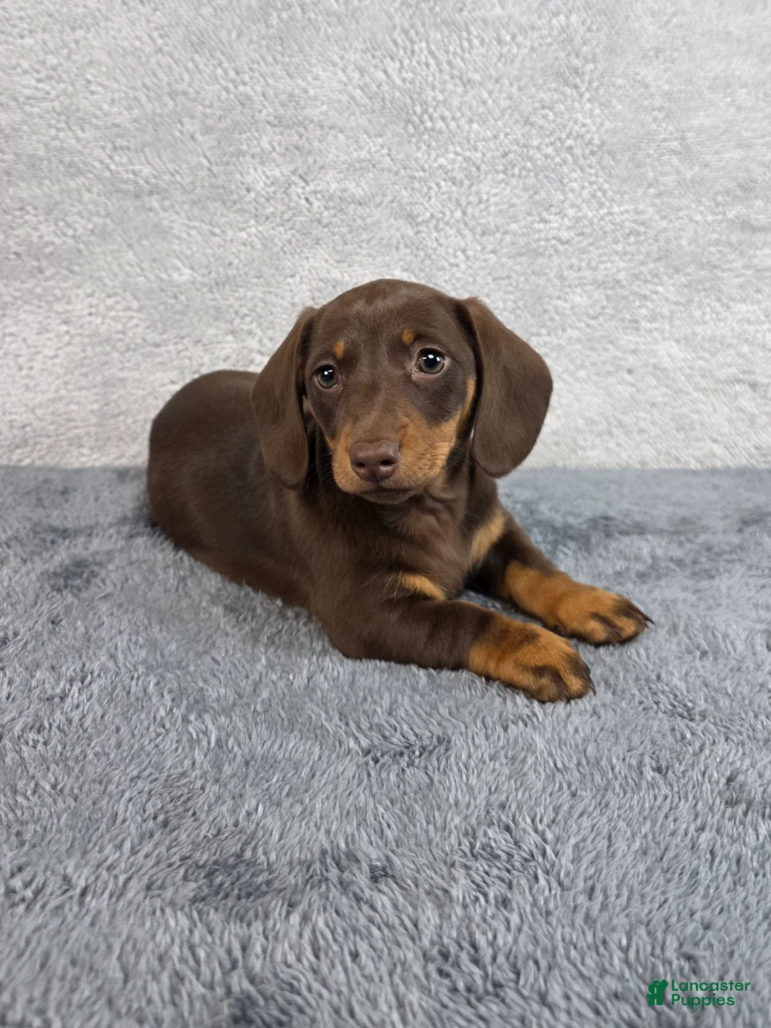 Miniature Dachshund dogs for sale: Sky - Ad 1