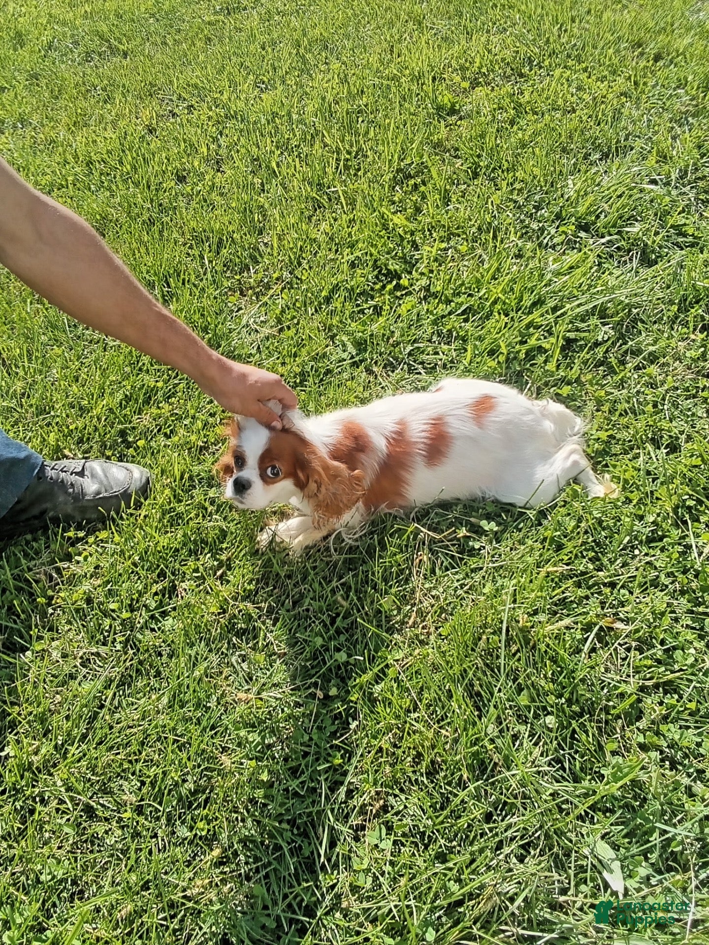 Cavapoo dogs for sale: Cavapoo 3 - Ad 2