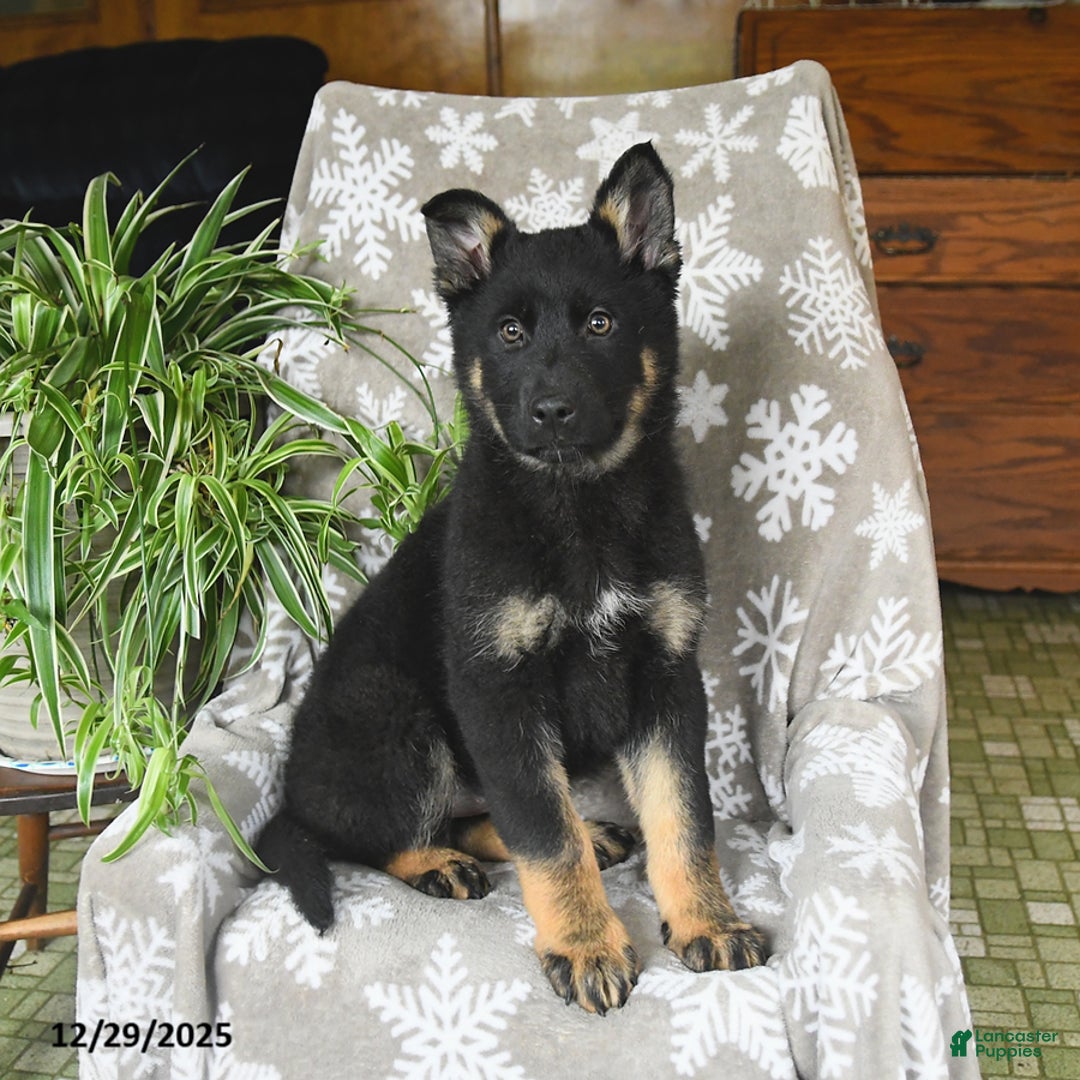 German Shepherd dogs for sale: Piper - Ad 2