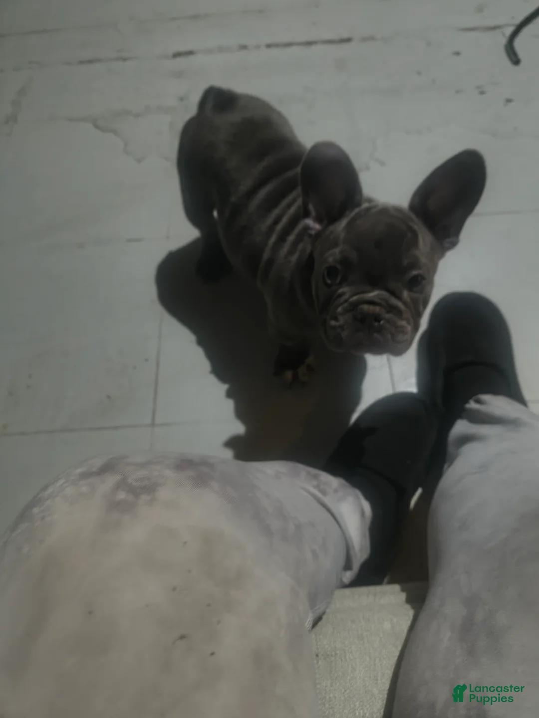 French Bulldog dogs for sale: French Bulldog 1 - Ad 2