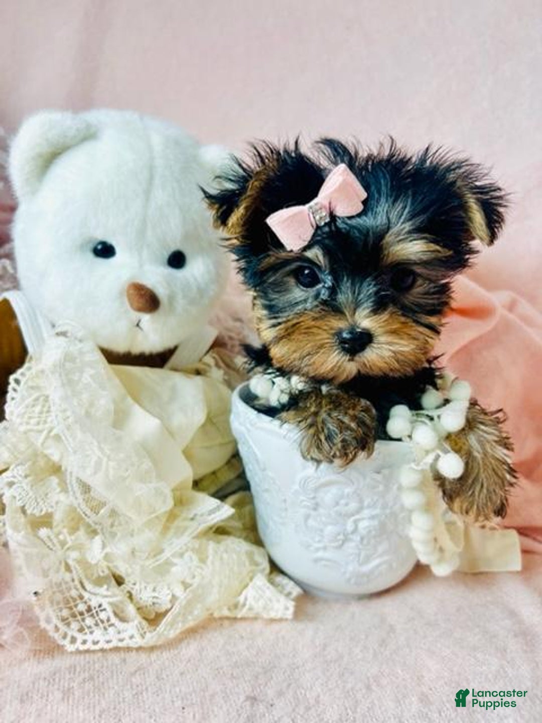Female Yorkie Teacup Yorkie Puppy For Sale Near Me Yorkshire