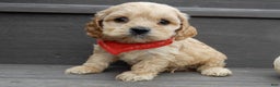 Cockapoo dogs for sale: Shawn - Ad 4