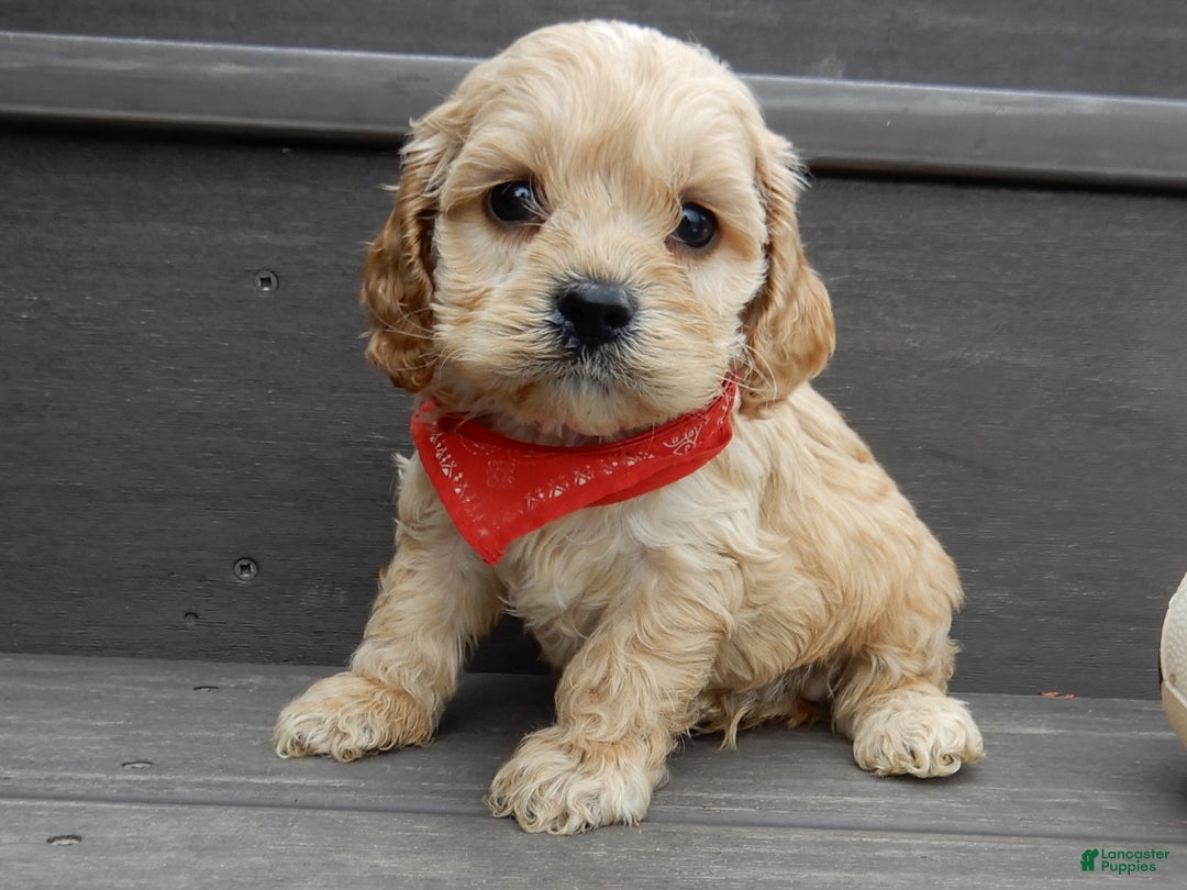 Cockapoo dogs for sale: Shawn - Ad 4