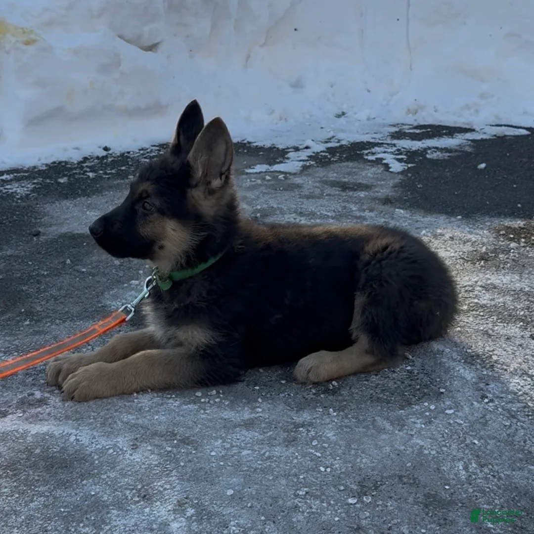 German Shepherd dogs for sale: SWAYZE - Ad 14