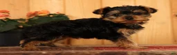 Yorkiepoo dogs for sale: Mr Cutie - Ad 5