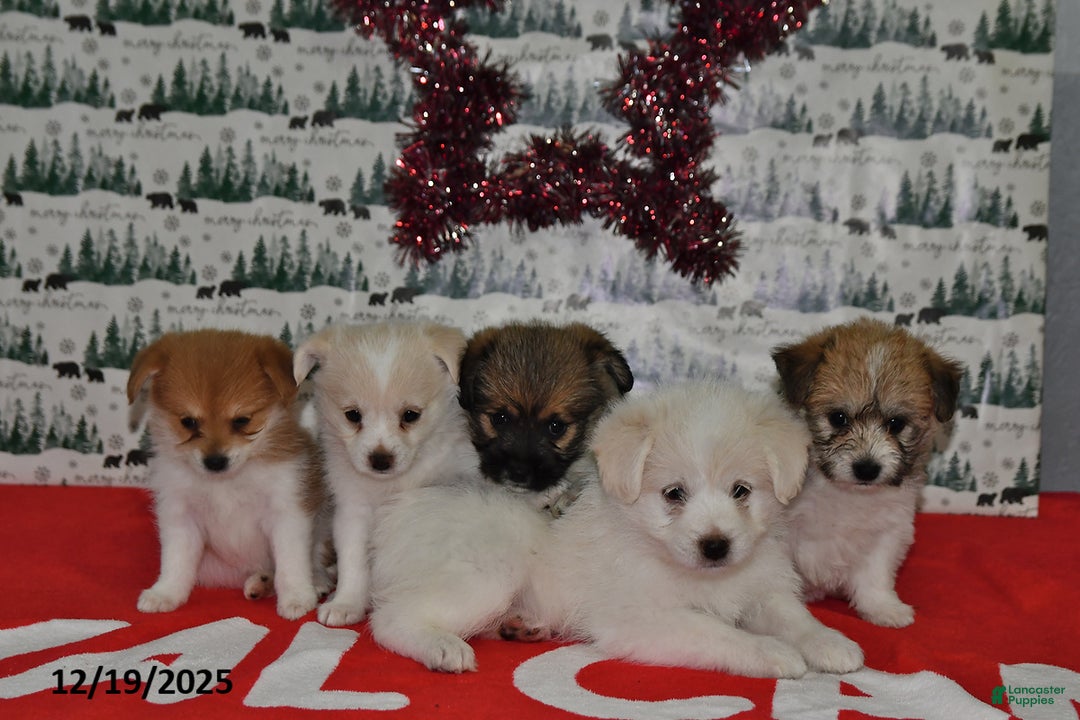 Mixed Breed dogs for sale: Sheila - Ad 5