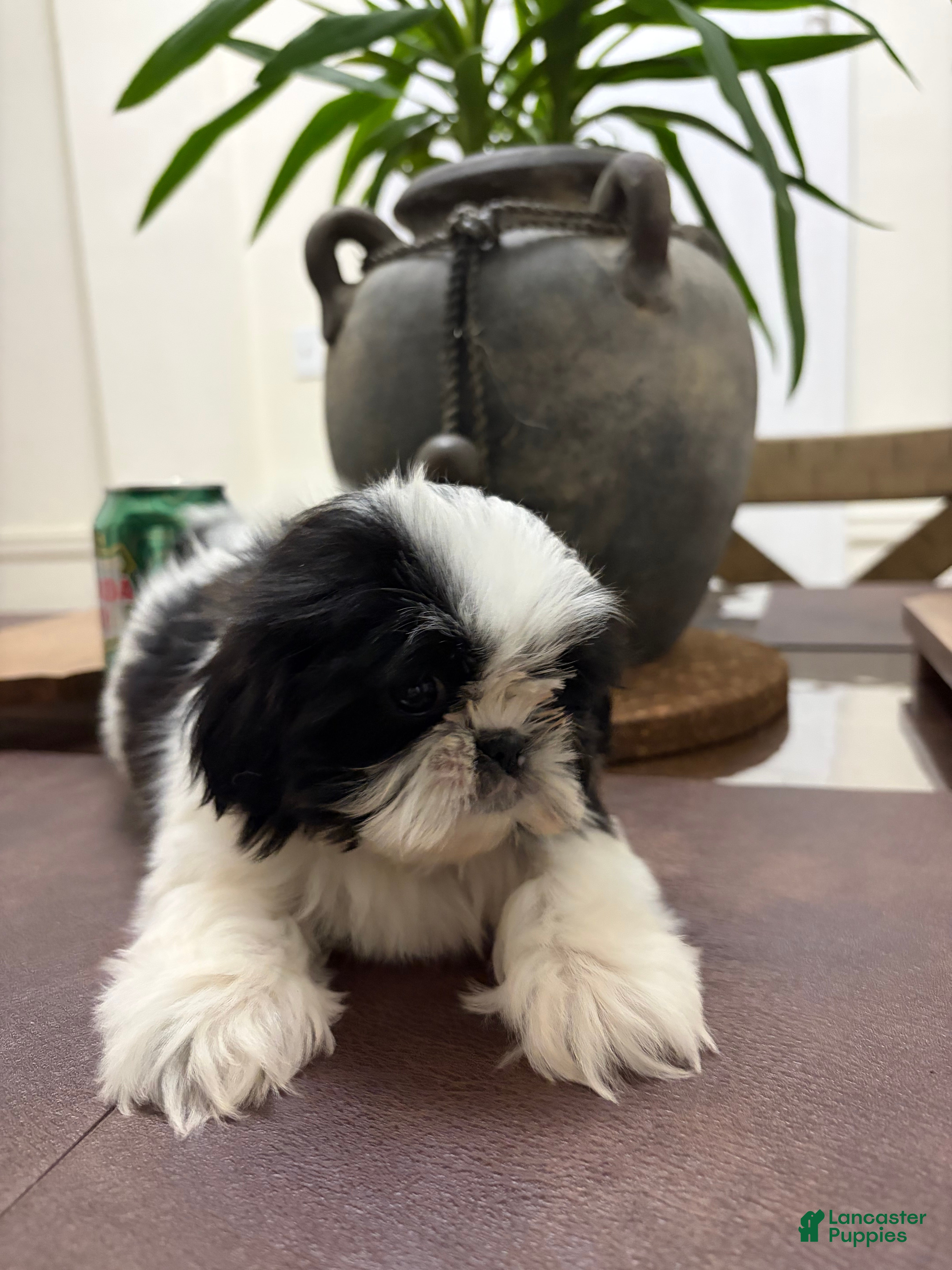 Shih Tzu dogs Jenni - Ad 33