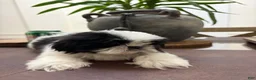 Shih Tzu dogs for sale: Jenni - Ad 1