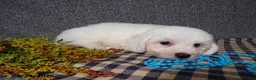 Bichon Frise dogs for sale: Benji - Ad 4