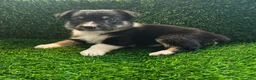 Mixed Breed dogs for sale: Auggie Female Tri (purple collar) - Ad 3