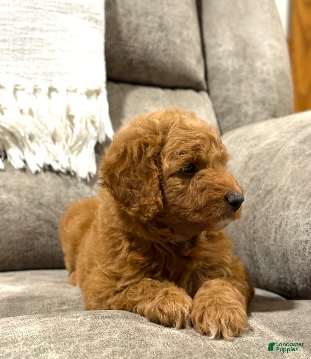 Goldendoodle dogs for sale: Pearl - Ad 12
