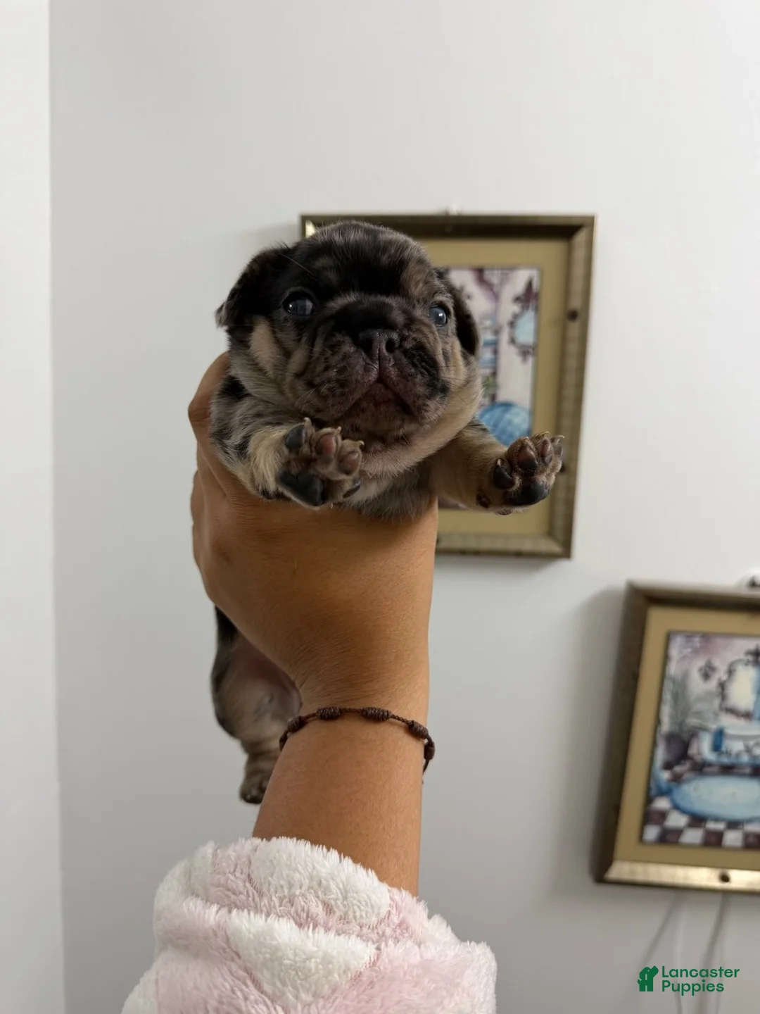 French Bulldog dogs for sale: French Bulldog 1 - Ad 2