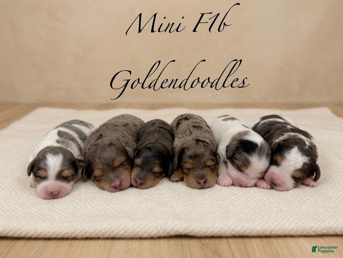 Mini Goldendoodle dogs Luna 💖 - Ad 2