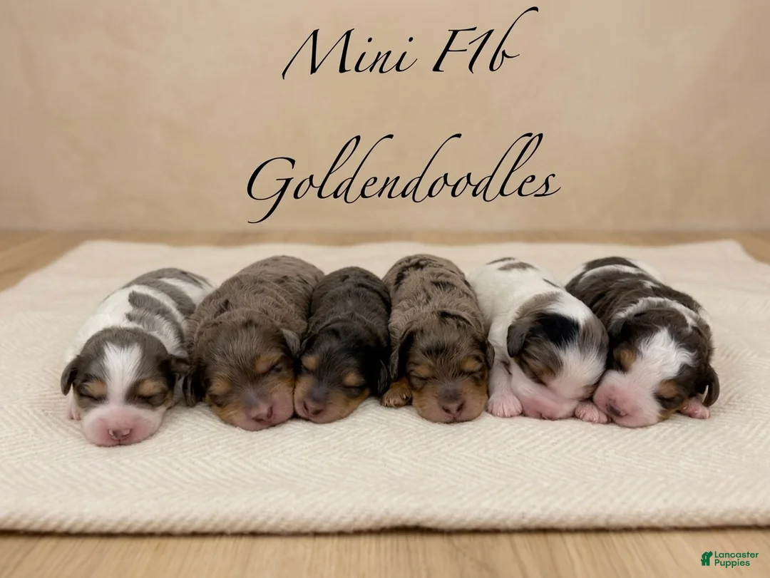 Mini Goldendoodle dogs for sale: Luna 💖 - Ad 2