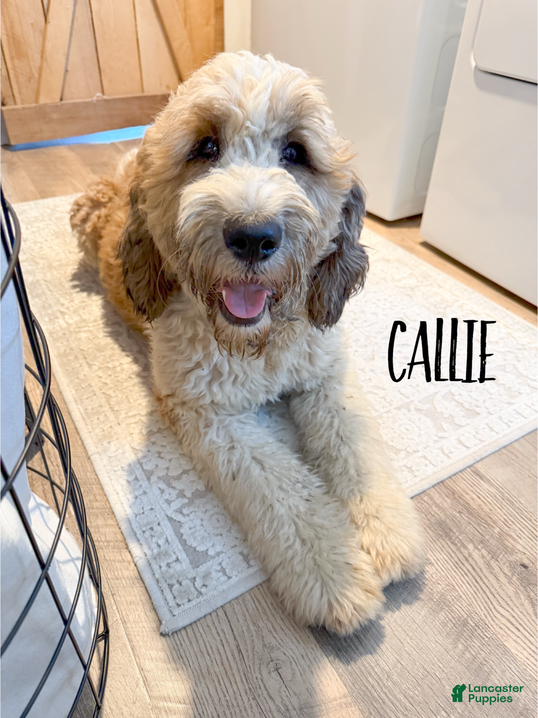 Saint Bernard vs. Bernese Mountain Dog: The Differences (With Pictures) –  Dogster, image size:1080x1440