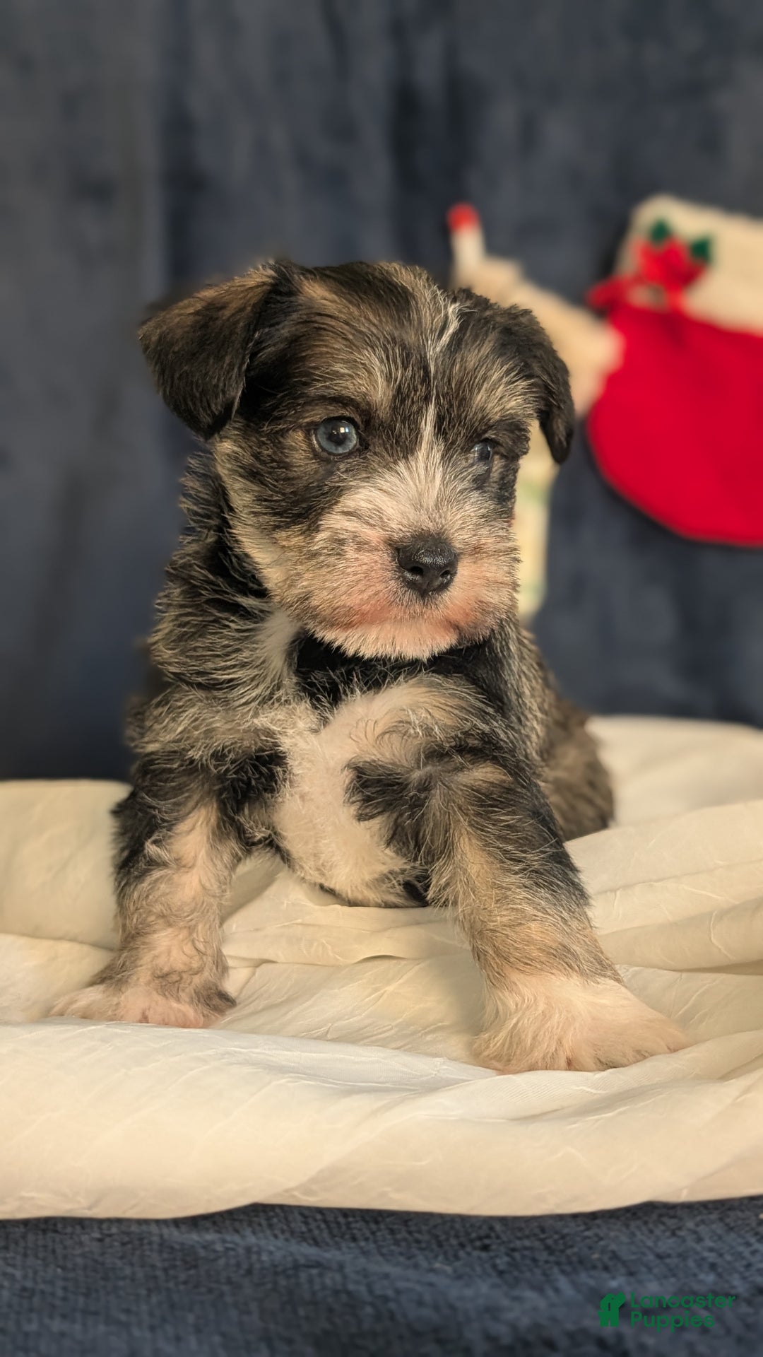 Miniature Schnauzer dogs for sale: Willow  - Ad 11