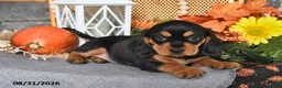 Beaglier dogs for sale: Jill - Ad 4