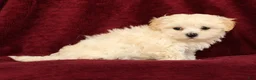 Maltipoo dogs for sale: Mia - Ad 9