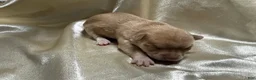 Chihuahua dogs for sale: Cream w/plain nose female - Ad 2