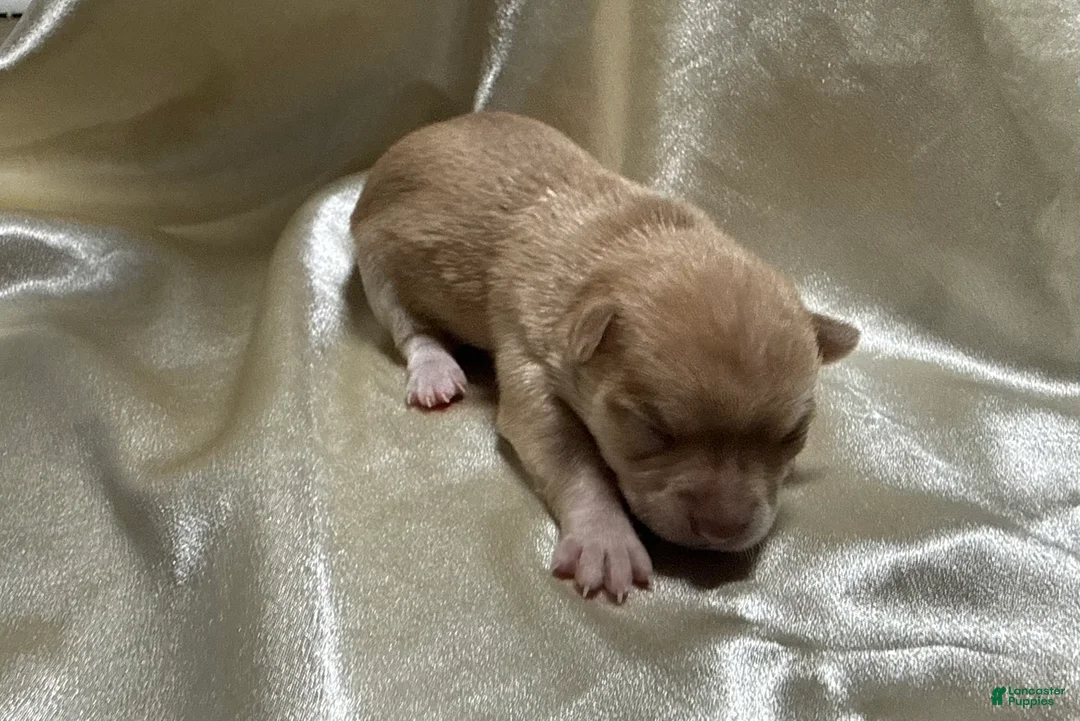 Chihuahua dogs for sale: Cream w/plain nose female - Ad 2