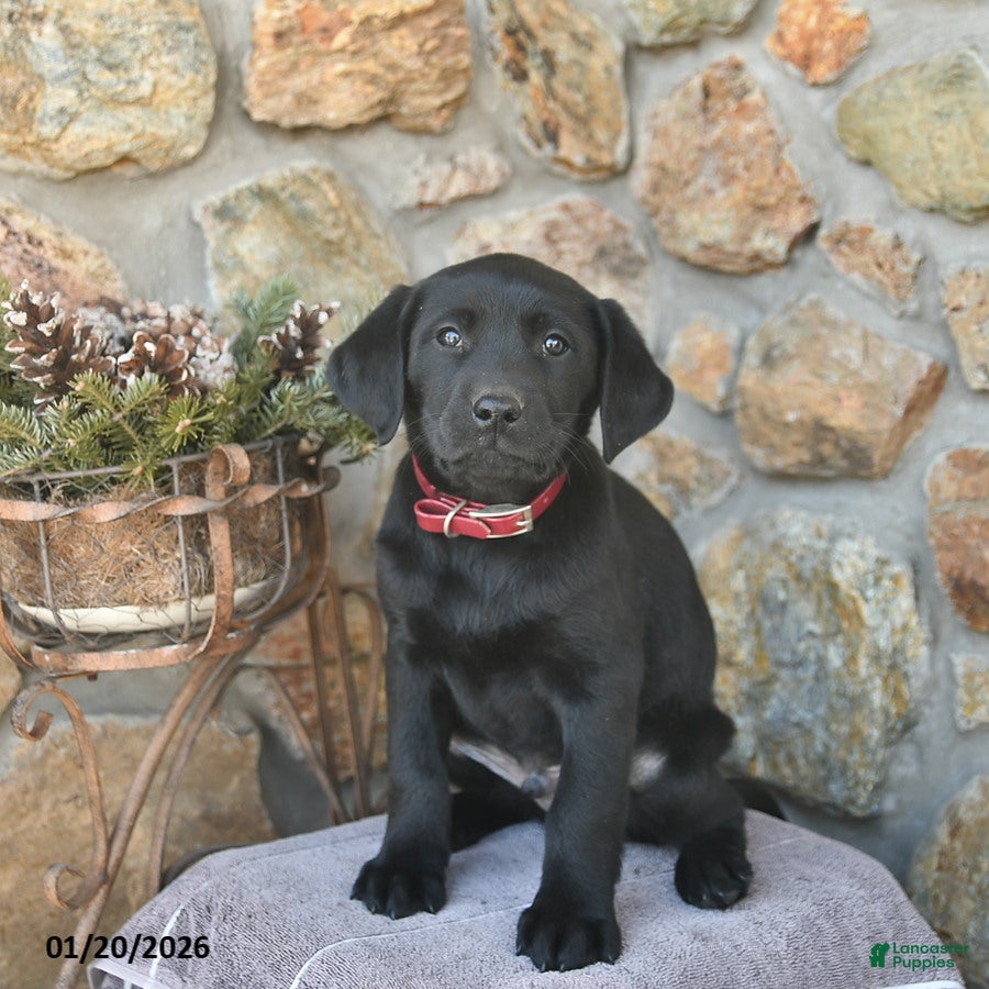 Labrador Retriever dogs Jordan  - Ad 7
