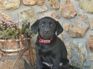 Labrador Retriever dogs Jordan - Ad 22