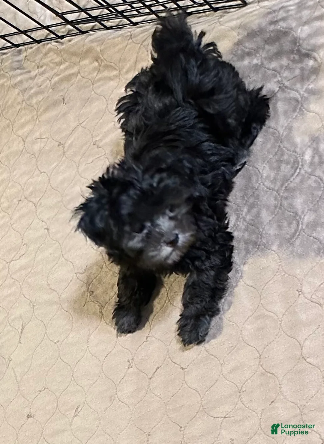 Shihpoo dogs for sale: Shihpoo 4 - Ad 8