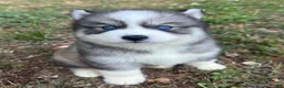 Siberian Husky dogs for sale: Chevy - Ad 10