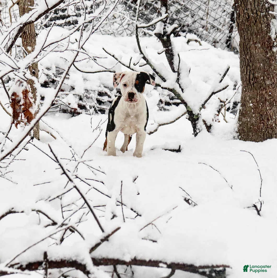 American Bully dogs Nibbler - Ad 7
