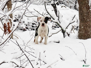 American Bully dogs Nibbler - Ad 7