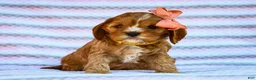 Cavapoo dogs for sale: Esme Cavapoo Pup - Ad 3