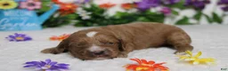 Cockapoo dogs for sale: Pistachio  - Ad 5